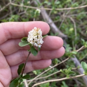 Ligustrum sinense at Booth, ACT - 27 Oct 2023 05:19 PM