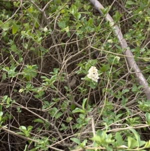 Ligustrum sinense at Booth, ACT - 27 Oct 2023 05:19 PM