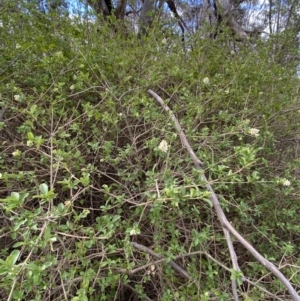 Ligustrum sinense at Booth, ACT - 27 Oct 2023 05:19 PM