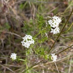 Asperula conferta (Common Woodruff) at Booth, ACT - 27 Oct 2023 by Jubeyjubes