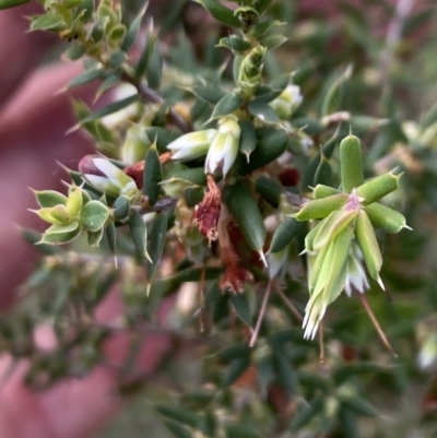 Leucopogon fletcheri subsp. brevisepalus (Twin Flower Beard-Heath) at Booth, ACT - 27 Oct 2023 by Jubeyjubes