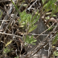 Leptorhynchos squamatus subsp. squamatus at Booth, ACT - 27 Oct 2023