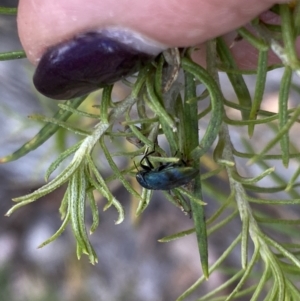 Diphucrania aurocyanea at Tharwa, ACT - 27 Oct 2023