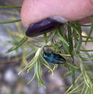 Diphucrania aurocyanea at Tharwa, ACT - 27 Oct 2023