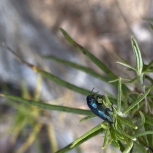 Diphucrania aurocyanea at Tharwa, ACT - 27 Oct 2023