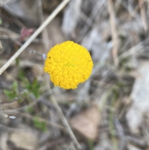 Leptorhynchos squamatus subsp. squamatus at Booth, ACT - 27 Oct 2023 03:51 PM