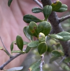 Bursaria spinosa (Native Blackthorn, Sweet Bursaria) at Booth, ACT - 27 Oct 2023 by Jubeyjubes