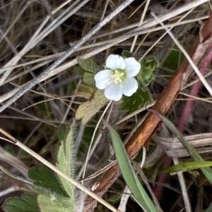 Geranium sp. at Booth, ACT - 27 Oct 2023 03:42 PM