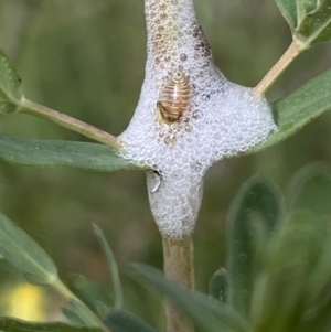 Cercopidae (family) at Booth, ACT - 27 Oct 2023