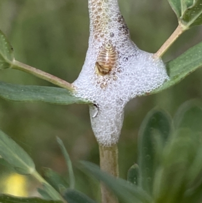 Cercopidae (family) (Unidentified spittlebug or froghopper) at Booth, ACT - 27 Oct 2023 by Jubeyjubes