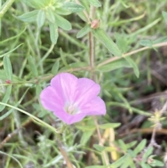 Convolvulus angustissimus subsp. angustissimus (Australian Bindweed) at Booth, ACT - 27 Oct 2023 by Jubeyjubes