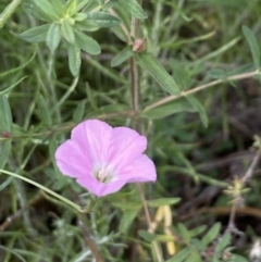 Convolvulus angustissimus subsp. angustissimus at Booth, ACT - 27 Oct 2023 03:39 PM