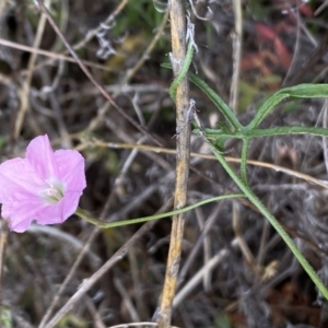 Convolvulus angustissimus subsp. angustissimus at Booth, ACT - 27 Oct 2023 03:39 PM