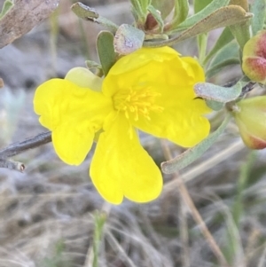 Hibbertia obtusifolia at Booth, ACT - 27 Oct 2023 03:37 PM