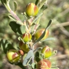 Hibbertia obtusifolia at Booth, ACT - 27 Oct 2023 03:37 PM