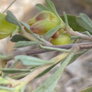 Hibbertia obtusifolia at Booth, ACT - 27 Oct 2023 03:37 PM