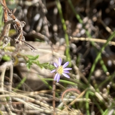 Vittadinia cuneata var. cuneata (Fuzzy New Holland Daisy) at Booth, ACT - 27 Oct 2023 by Jubeyjubes