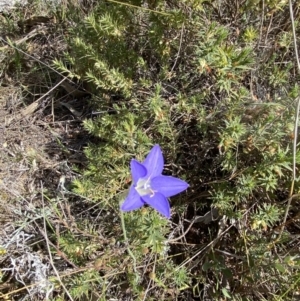 Wahlenbergia stricta subsp. stricta at Booth, ACT - 27 Oct 2023 03:34 PM