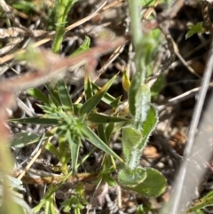 Wahlenbergia stricta subsp. stricta at Booth, ACT - 27 Oct 2023 03:34 PM