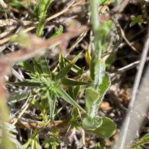 Wahlenbergia stricta subsp. stricta at Booth, ACT - 27 Oct 2023 03:34 PM