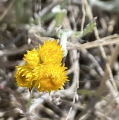 Chrysocephalum apiculatum (Common Everlasting) at Booth, ACT - 27 Oct 2023 by Jubeyjubes