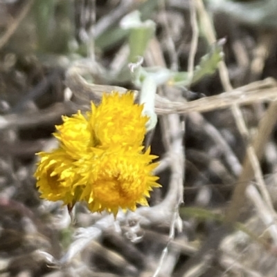 Chrysocephalum apiculatum (Common Everlasting) at Booth, ACT - 27 Oct 2023 by Jubeyjubes