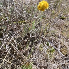 Chrysocephalum apiculatum at Booth, ACT - 27 Oct 2023 03:33 PM