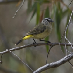 Acanthiza chrysorrhoa (Yellow-rumped Thornbill) at Nicholls, ACT - 27 Oct 2023 by Trevor