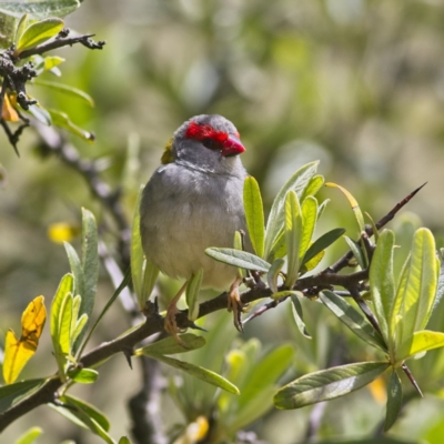 Neochmia temporalis (Red-browed Finch) at Nicholls, ACT - 27 Oct 2023 by Trevor