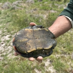 Chelodina longicollis (Eastern Long-necked Turtle) at Stromlo, ACT - 27 Oct 2023 by dwise