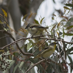 Pardalotus striatus (Striated Pardalote) at Nicholls, ACT - 27 Oct 2023 by Trevor