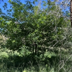 Quercus robur (English Oak) at Cotter Reserve - 26 Oct 2023 by dwise