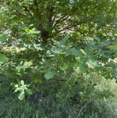 Quercus robur at Coree, ACT - 26 Oct 2023