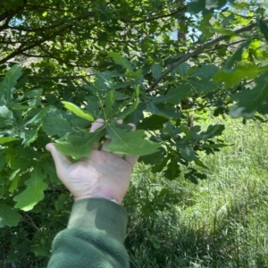 Quercus robur at Coree, ACT - 26 Oct 2023