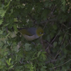 Zosterops lateralis (Silvereye) at Harcourt Hill - 27 Oct 2023 by MichaelWenke