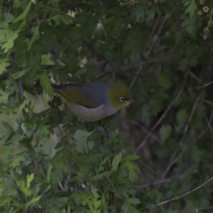 Zosterops lateralis at Nicholls, ACT - 27 Oct 2023