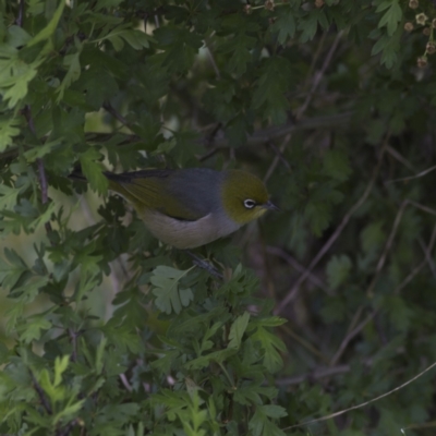 Zosterops lateralis (Silvereye) at Harcourt Hill - 27 Oct 2023 by MichaelWenke