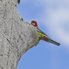 Platycercus eximius (Eastern Rosella) at Nicholls, ACT - 27 Oct 2023 by MichaelWenke