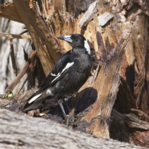 Gymnorhina tibicen at Nicholls, ACT - 27 Oct 2023