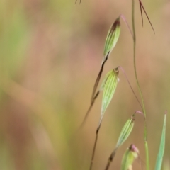 Avena (genus) (Wild Oats) at Wodonga, VIC - 1 Oct 2023 by KylieWaldon
