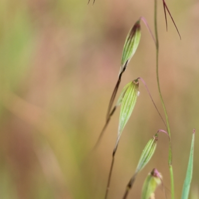 Avena (genus) (Wild Oats) at Wodonga, VIC - 1 Oct 2023 by KylieWaldon