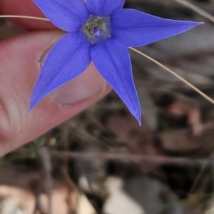 Wahlenbergia capillaris at Stromlo, ACT - 27 Oct 2023 03:26 PM