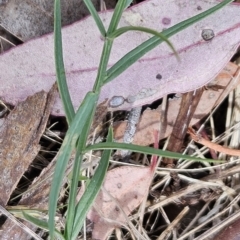 Wahlenbergia capillaris at Stromlo, ACT - 27 Oct 2023 03:26 PM