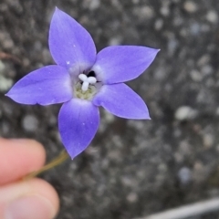 Wahlenbergia luteola (Yellowish Bluebell) at Tuggeranong, ACT - 27 Oct 2023 by BethanyDunne