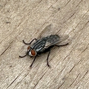 Sarcophagidae sp. (family) at Aranda, ACT - 27 Oct 2023