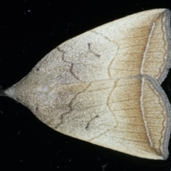 Simplicia armatalis (Crescent Moth) at Ainslie, ACT - 24 Oct 2023 by jb2602