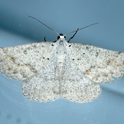 Nearcha aridaria (An Oenochromine moth) at Ainslie, ACT - 24 Oct 2023 by jb2602