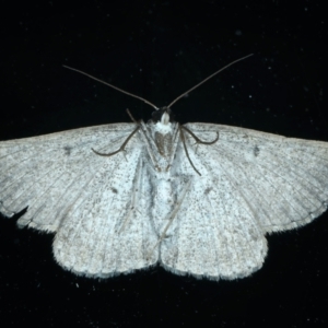 Nearcha aridaria at Ainslie, ACT - 24 Oct 2023 09:02 PM