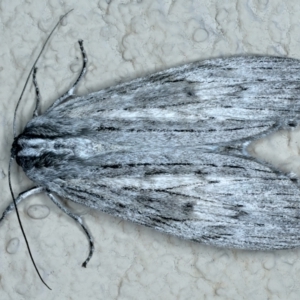 Capusa (genus) at Ainslie, ACT - 24 Oct 2023 09:00 PM