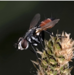 Cylindromyia sp. (genus) (Bristle fly) at Mulligans Flat - 26 Oct 2023 by amiessmacro